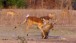 Impala Miraculously Escapes Jaws Of Leopard  The Hunt  BBC Earth [upl. by Aiket]