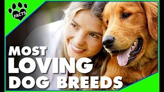 Top 10 Most Loving Dog Breeds  Dogs 101 [upl. by Arymahs]