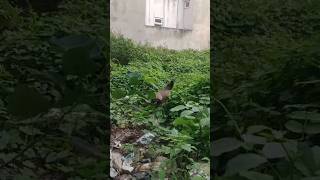 PEAHEN ROAMING IN THE GREENERYyoutubeshorts viral lotofgreenerytohide [upl. by Adena871]