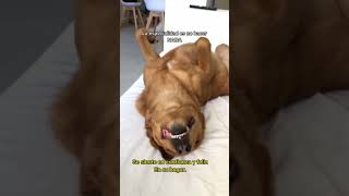 ¡Mira Cómo Duerme Este Perro en la Posición Más Extraña 😴🐶 ¿Sabes Qué Significa [upl. by Siloa]