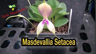 Masdevallia Orchid spotlight on Setacea 33 [upl. by Benni717]