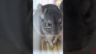 I love chinchillas [upl. by Wilfred897]