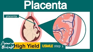 Placenta  Structure and function of Placenta  Development of placenta  USML step 1 [upl. by Udale360]