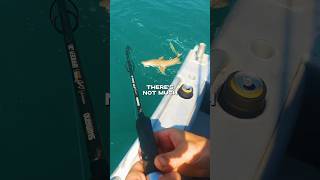 Shark vs Scope… The Leupold VX3HD 155x20 conquered the sea fishing shark hunting [upl. by Pauwles561]