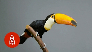 The Largest of the Toucans Has an EPIC Bill [upl. by Onitselec608]