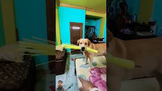 Cute dog masti doglover dog dogshorts dogs doglovers doglife dogvideos shorts trending [upl. by Trista]