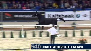 Glamourdale by Lord Leatherdale x Negro  2nd phase  2014 KWPN Stallion Licensing [upl. by Noak645]