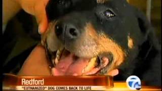 Dog Put to Sleep Then Wakes Up  Animal Euthanasia Gone Wrong [upl. by Truscott760]