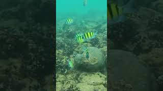 Hikkaduwa  SNORKELING viralshort viralvideo [upl. by Airetal]