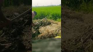 Farmer life farmerlife trending farmer shorts youtubeshorts motivation farming funny kishan [upl. by Phaih]