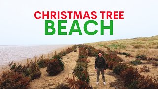 Dead christmas trees are planted on this beach  heres why [upl. by Tung973]