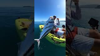 GIANT ROOSTERFISH ON THE KAYAK COSTARICA FISHING PELAGIC [upl. by Cyndy784]