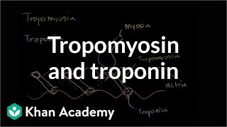 How tropomyosin and troponin regulate muscle contraction  NCLEXRN  Khan Academy [upl. by Attelocin760]