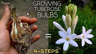 How to Grow Tuberose Flower Bulbs at Home WITH UPDATES [upl. by Rafat962]