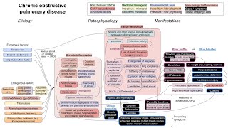 Chronic obstructive pulmonary disease COPD mechanism of disease [upl. by Aarika]