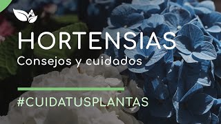 Hortensias Consejos para su plantación y cuidados [upl. by Esej424]