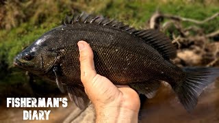 Barcoo Grunter From A Brisbane Creek  Fishermans Diary Ep 788 [upl. by Einna]