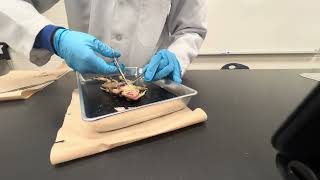 Frog Dissection Grade 10 Science class 2NC2D1 uncut version [upl. by Bailie]