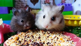 Amazing Look The little hamster loves to eat millet grains [upl. by Anaeel]