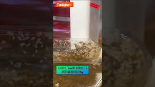 Timelapse of my Lasius Flavus workers transporting brood 🐜 ants antscolony antkeeping [upl. by Etnovaj139]