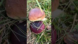 Grzybowy mezalians  Borowik szlachetny i gołąbek wymiotny mushroom fungi boletus borowiki [upl. by Clayborn]