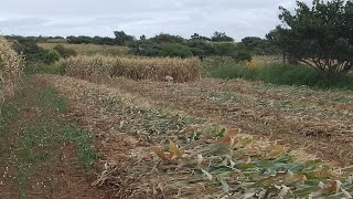 seguimos en la tumba del rastrojo 🧑‍🌾 [upl. by Lyrahc]