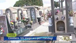 Lentini  Cimitero un mega wc per i randagi [upl. by Ginevra]