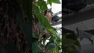 Sloth Eating at Baltimore Aquarium [upl. by Aiahc]