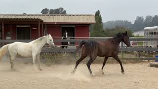 Comparing 2 Tennessee Walking Horses  Gaited Horse Training [upl. by Lamee]