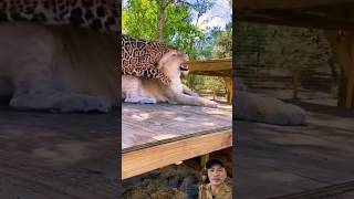 Jaguar Vs Lion Fight FUNNY shortvideo wildanimals [upl. by Ahsienroc818]