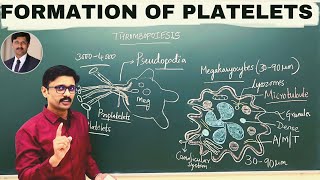 1 Formation of Platelets Thrombopoiesis Megakaryocytes [upl. by Shear860]