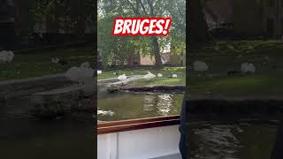 Bruges Swans [upl. by Chan]