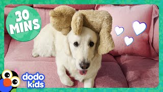 These Animals Are OBSESSED With Their Toys  Dodo Kids  30 Minutes Of Animal Videos [upl. by Ekrub]