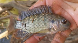 Pescando tilapinhas no riacho para distrair [upl. by Pyle]