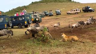 Lion ambush at wildebeest crossing [upl. by Anelav]