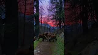 Natures Playground A Mesmerizing Encounter with Ibex in the Swiss Alps [upl. by Annait]