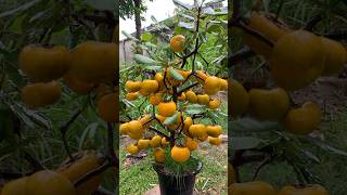 How to grow persimmon fruit to persimmon tree with egg [upl. by Marvin]