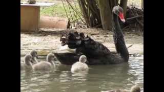 Cygne noir Cygnus atratus avec ses petits élevage Envol Sauvage de Pierre Duban [upl. by Damarra]