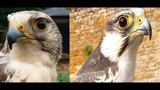 FALCONSGyrSaker Falcon and Lugger Falcon Flying to the Lure [upl. by Raquel]