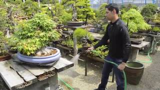 Watering Bonsai trees [upl. by Trina]