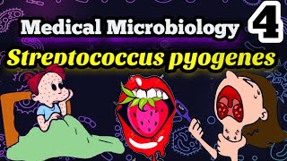 Streptococcus pyogenes شرح بكتيريا الالتهابات اللوزتين الحلق والحمي الروماتزميه بالعربي [upl. by Odnamra]