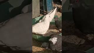 For Sale Safed Pated Chotidar NarLocation  Loni Bodar praise 800 shortvideo pigeonpigeon bird [upl. by Rochelle397]