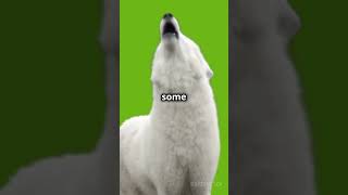 Why do dogs howl dog facts shorts [upl. by Akilam979]