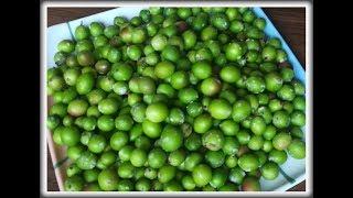 करवंदांची चटणी l Karvanda Chutney l Karvandachi Chutney [upl. by Raynard]