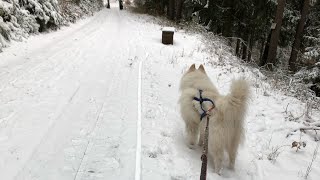 Skijöring mit Samojeden [upl. by Ahsenauj666]