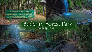 Buderim Forest Park  Walking Tour  Sunshine Coast [upl. by Enyalaj]