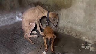 Frail Puppy Tried His Best To Protect His Mama Who Breathed Her Last After She Knew He Was Safe [upl. by Loggia]