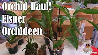 Unboxing Orchids from Elsner Orchideen [upl. by Kasey]