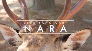 NARA DEER PARK  Japan [upl. by Ahpla]