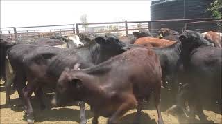 Thornville Angus x heifers 28 10 24 [upl. by Camilo]